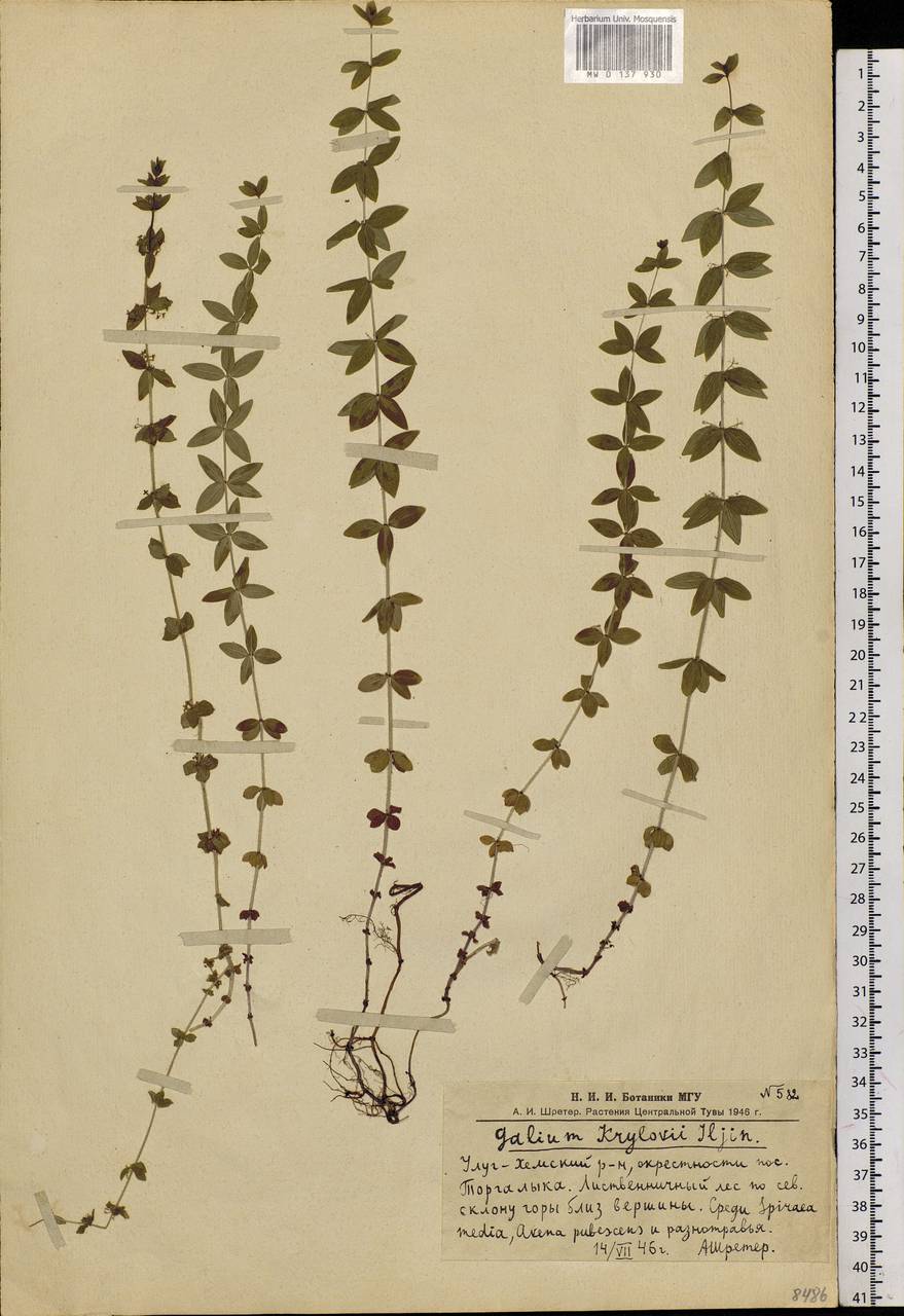 Cruciata glabra subsp. krylovii (Iljin) E.G.Naumova, Siberia, Altai & Sayany Mountains (S2) (Russia)