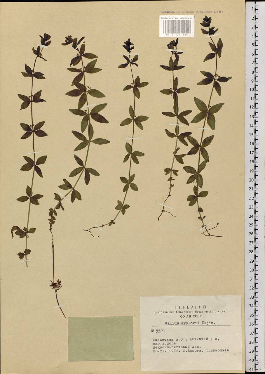 Cruciata glabra subsp. krylovii (Iljin) E.G.Naumova, Siberia, Altai & Sayany Mountains (S2) (Russia)