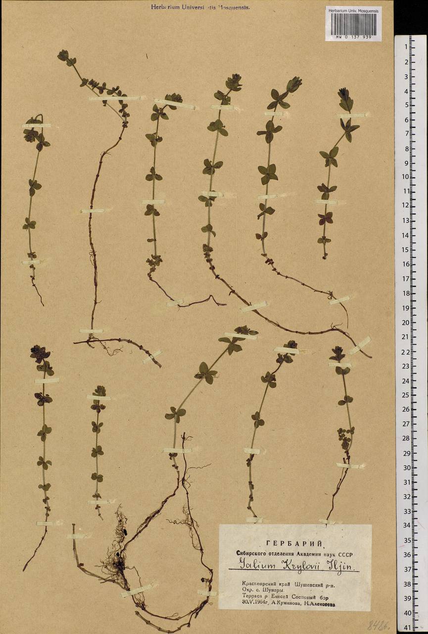 Cruciata glabra subsp. krylovii (Iljin) E.G.Naumova, Siberia, Altai & Sayany Mountains (S2) (Russia)