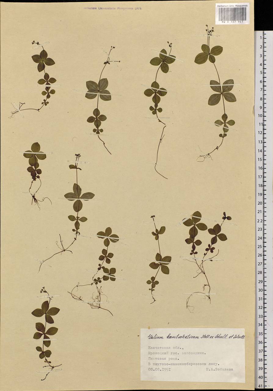 Galium kamtschaticum Steller ex Schult. & Schult.f., Siberia, Chukotka & Kamchatka (S7) (Russia)