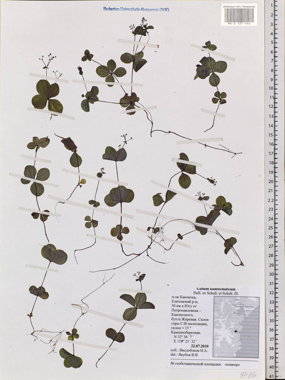 Galium kamtschaticum Steller ex Schult. & Schult.f., Siberia, Chukotka & Kamchatka (S7) (Russia)