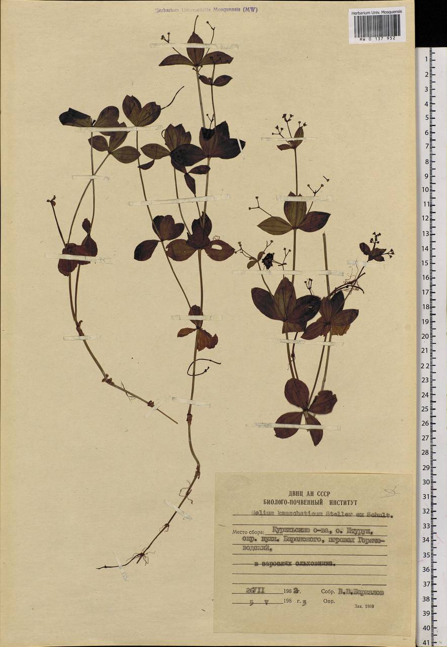 Galium kamtschaticum Steller ex Schult. & Schult.f., Siberia, Russian Far East (S6) (Russia)