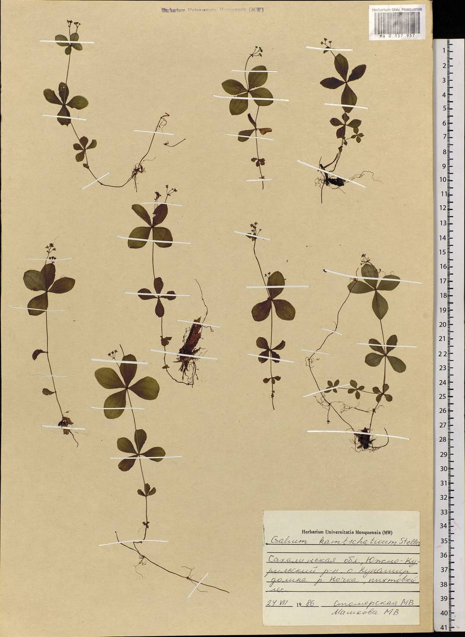 Galium kamtschaticum Steller ex Schult. & Schult.f., Siberia, Russian Far East (S6) (Russia)
