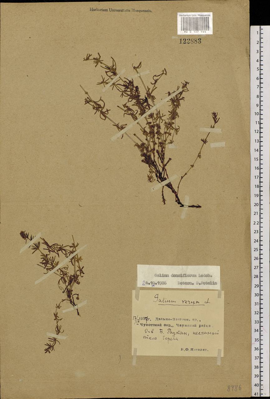Galium verum subsp. verum, Siberia, Chukotka & Kamchatka (S7) (Russia)