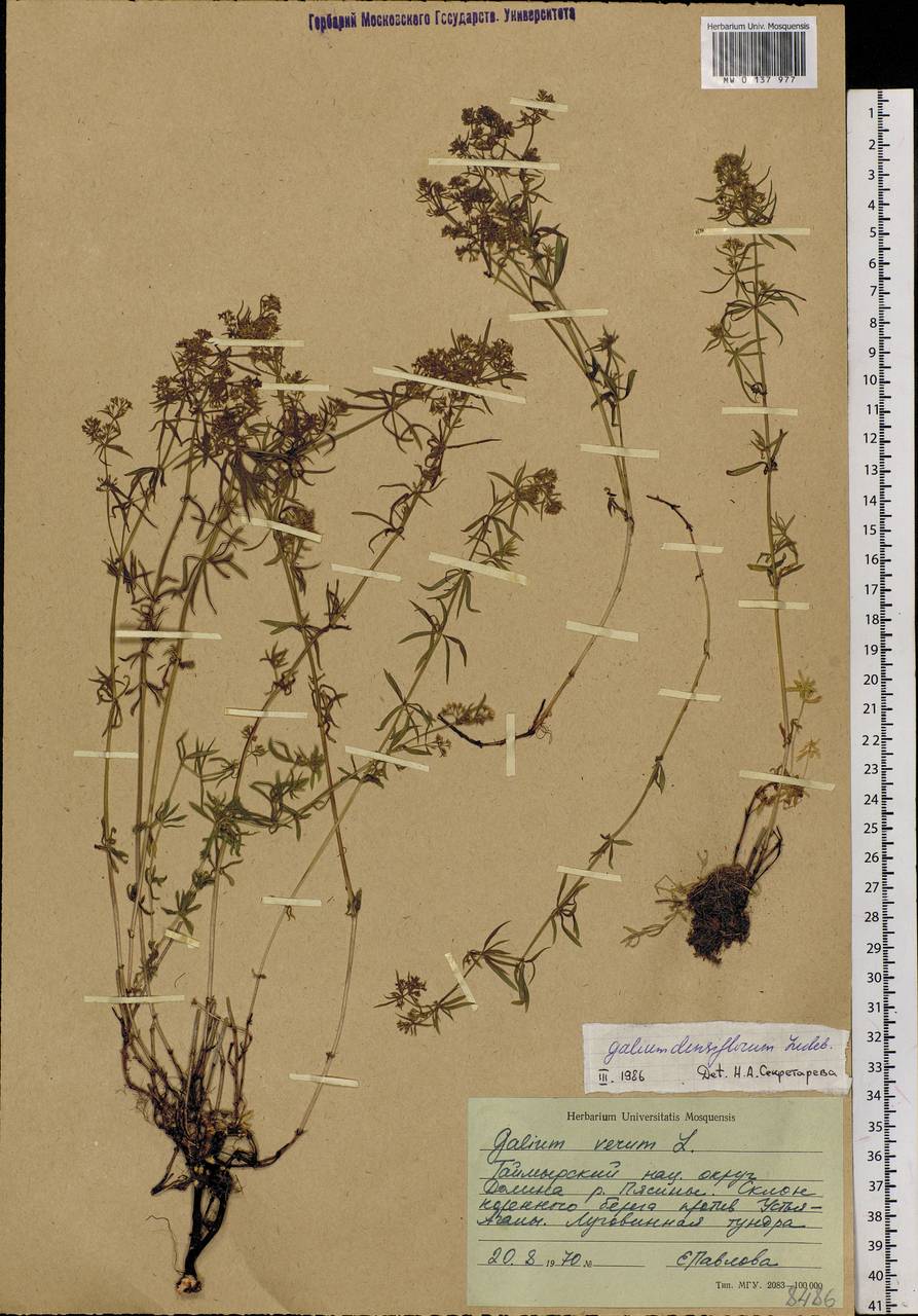 Galium densiflorum Ledeb., Siberia, Central Siberia (S3) (Russia)