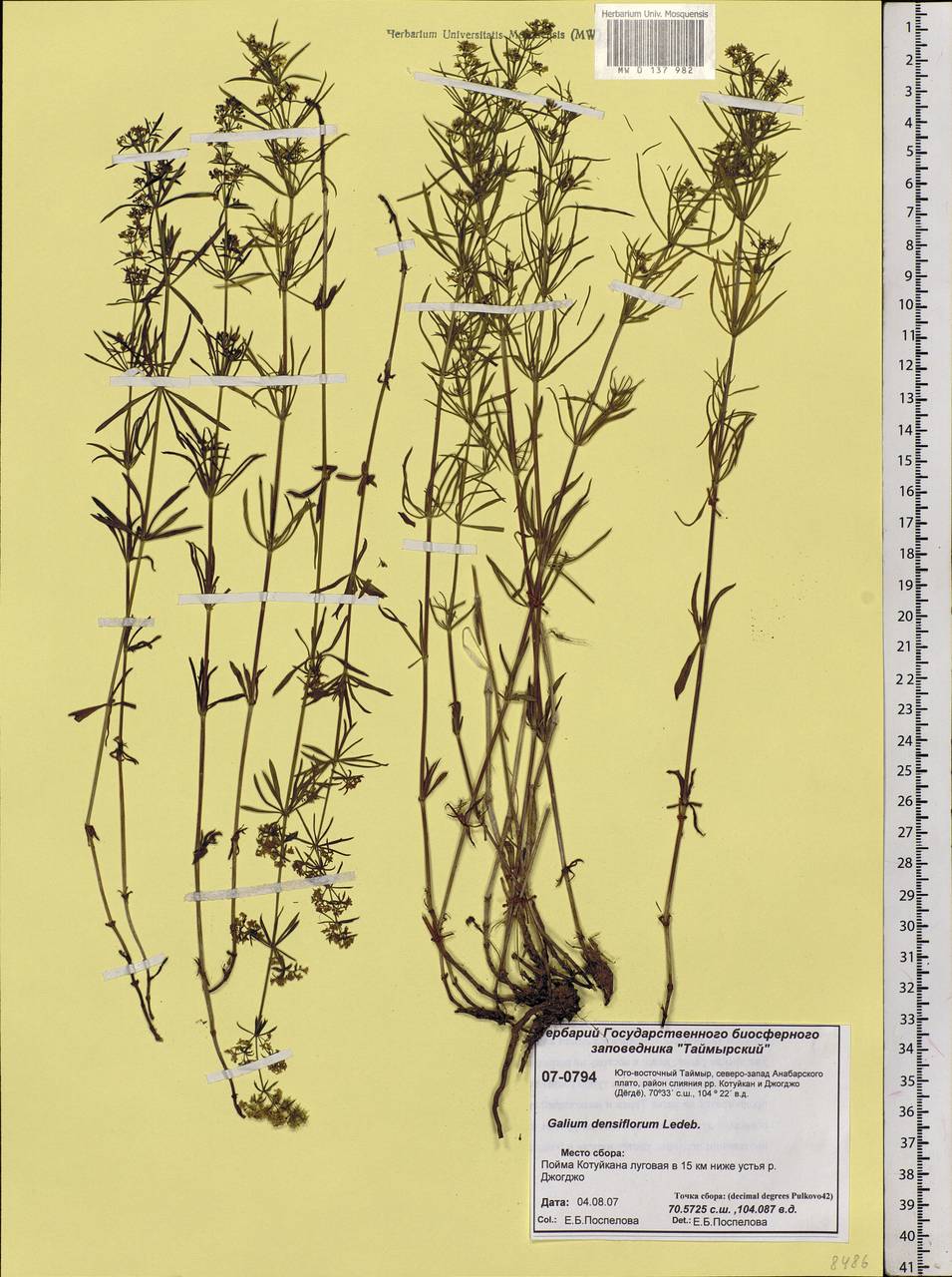 Galium verum subsp. verum, Siberia, Central Siberia (S3) (Russia)