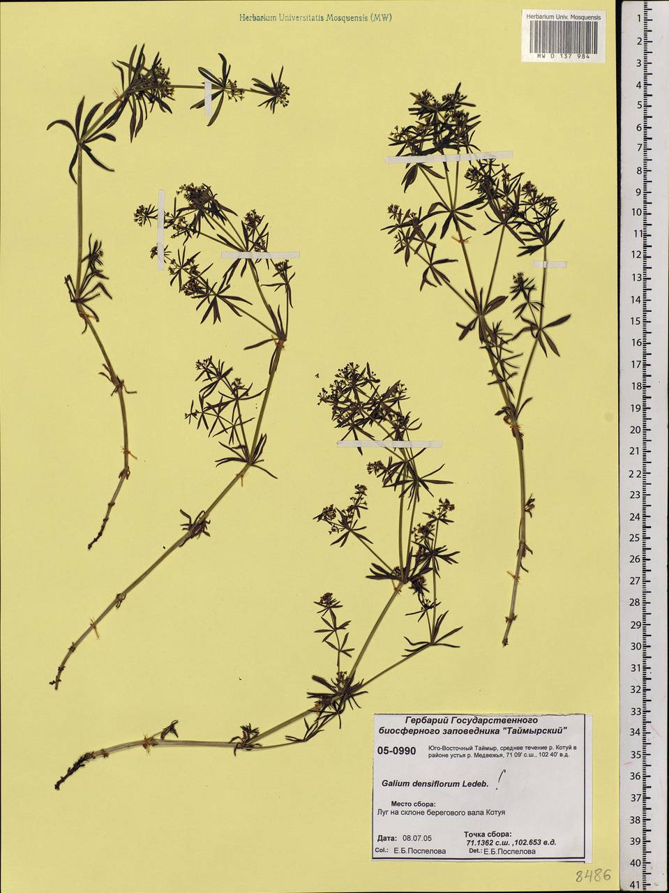 Galium verum subsp. verum, Siberia, Central Siberia (S3) (Russia)