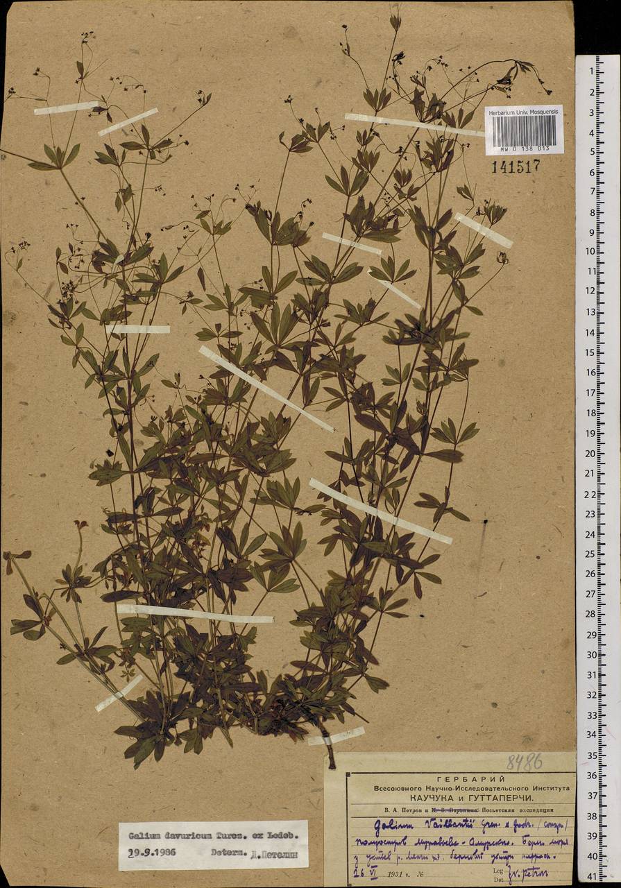 Galium davuricum Turcz. ex Ledeb., Siberia, Russian Far East (S6) (Russia)