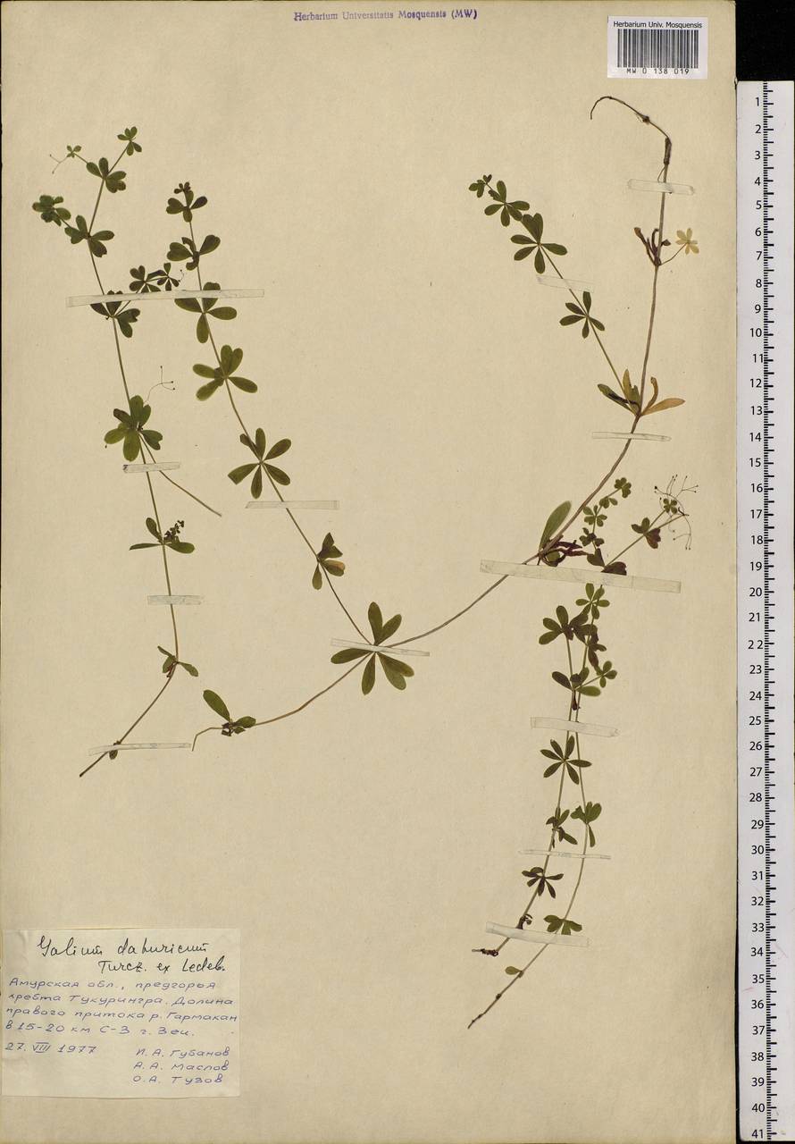 Galium dahuricum Turcz. ex Ledeb., Siberia, Russian Far East (S6) (Russia)