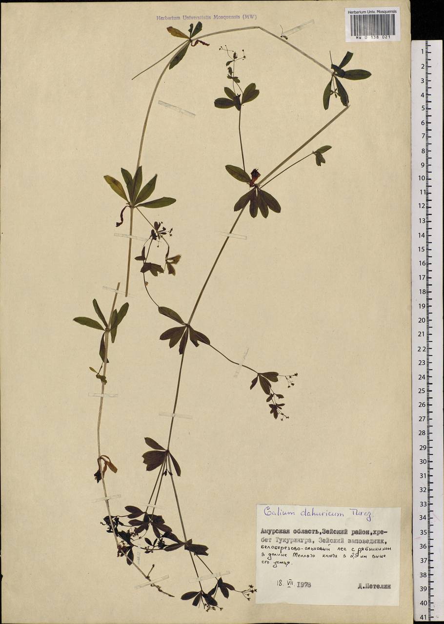 Galium davuricum Turcz. ex Ledeb., Siberia, Russian Far East (S6) (Russia)