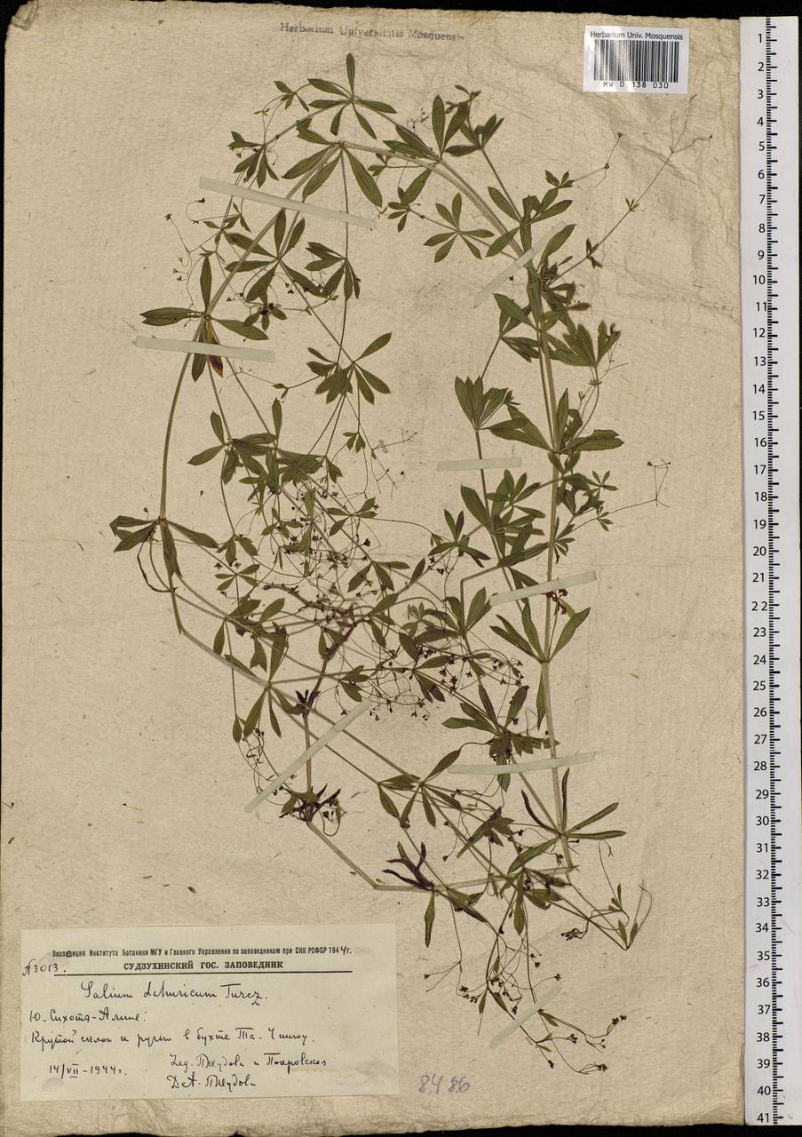 Galium dahuricum Turcz. ex Ledeb., Siberia, Russian Far East (S6) (Russia)