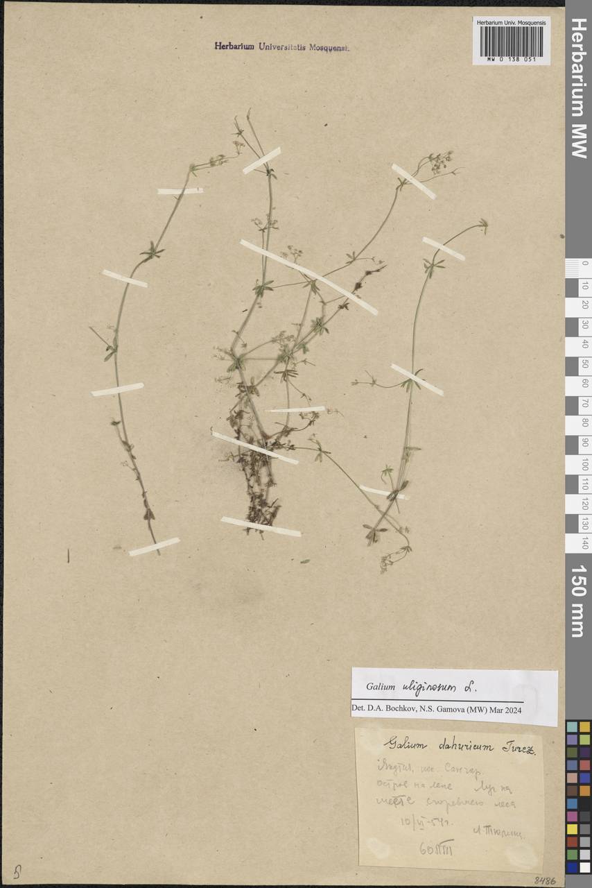 Galium dahuricum Turcz. ex Ledeb., Siberia, Yakutia (S5) (Russia)