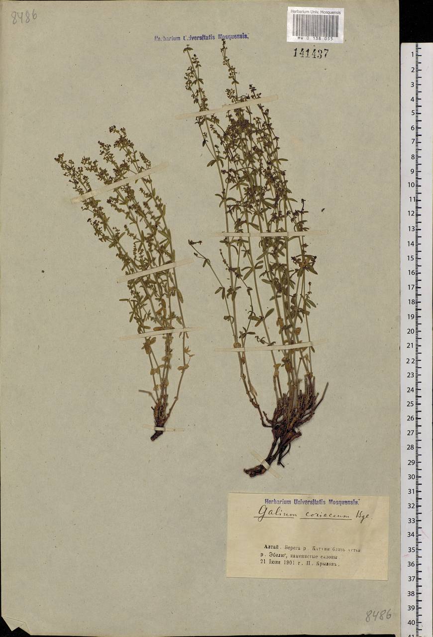 Galium coriaceum Bunge, Siberia, Altai & Sayany Mountains (S2) (Russia)