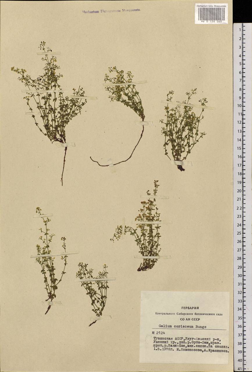 Galium coriaceum Bunge, Siberia, Altai & Sayany Mountains (S2) (Russia)