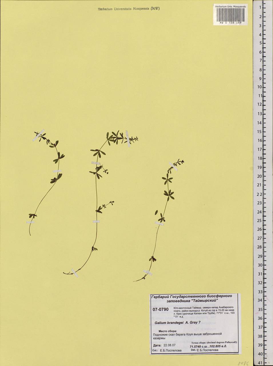 Galium trifidum subsp. trifidum, Siberia, Central Siberia (S3) (Russia)