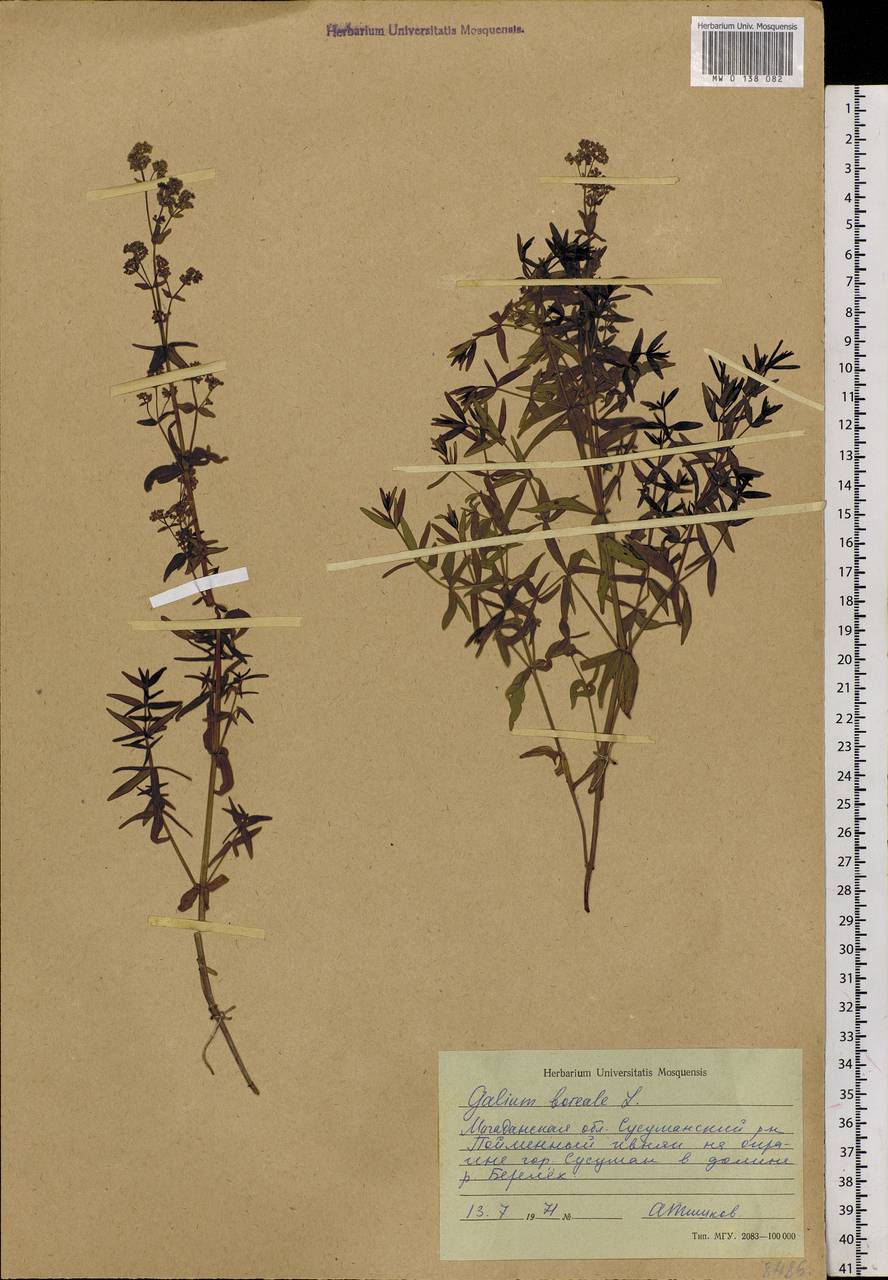 Galium boreale L., Siberia, Chukotka & Kamchatka (S7) (Russia)