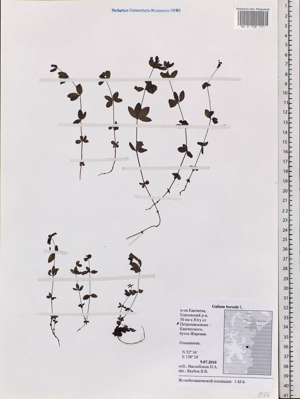 Galium boreale L., Siberia, Chukotka & Kamchatka (S7) (Russia)