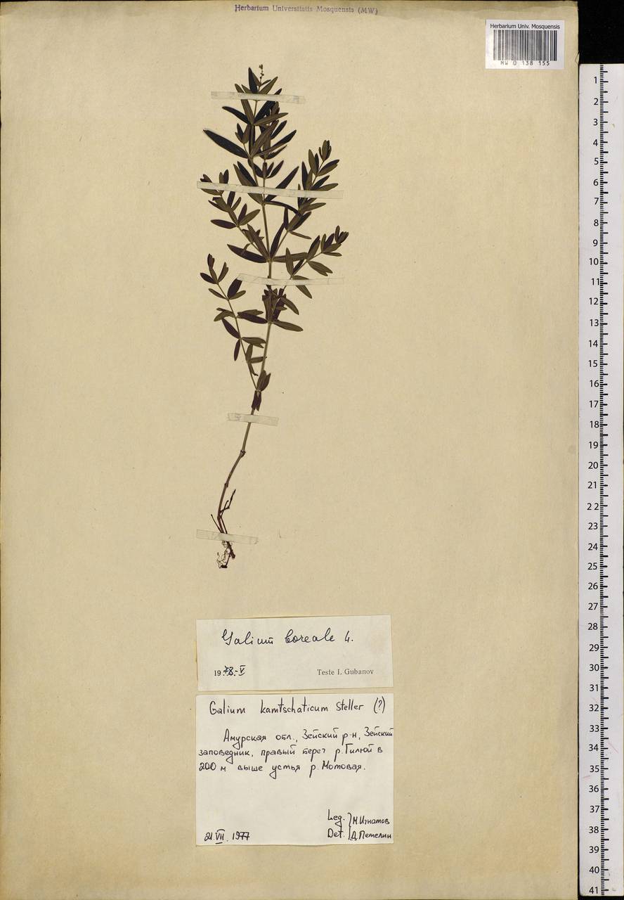 Galium boreale L., Siberia, Russian Far East (S6) (Russia)