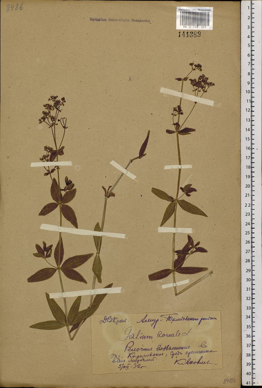 Galium boreale L., Siberia, Russian Far East (S6) (Russia)