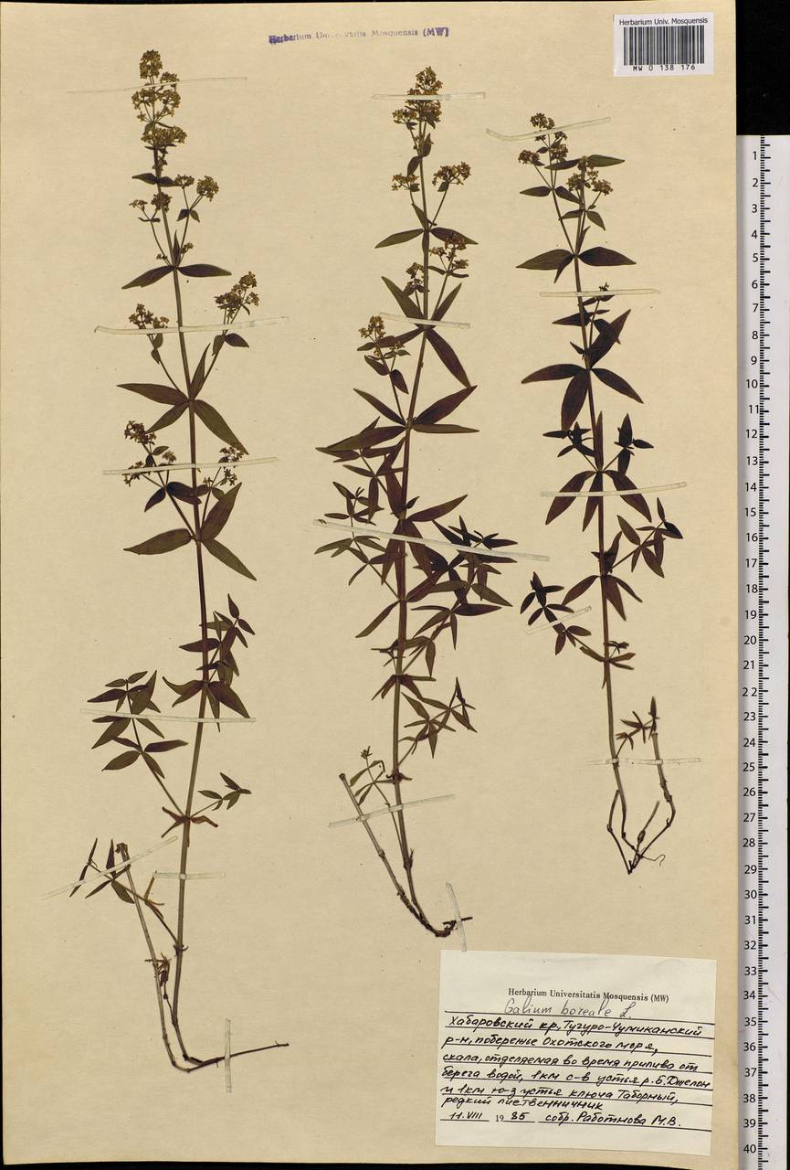 Galium boreale L., Siberia, Russian Far East (S6) (Russia)