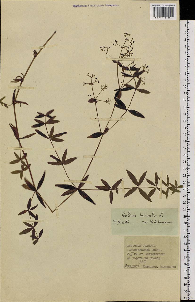 Galium boreale L., Siberia, Russian Far East (S6) (Russia)