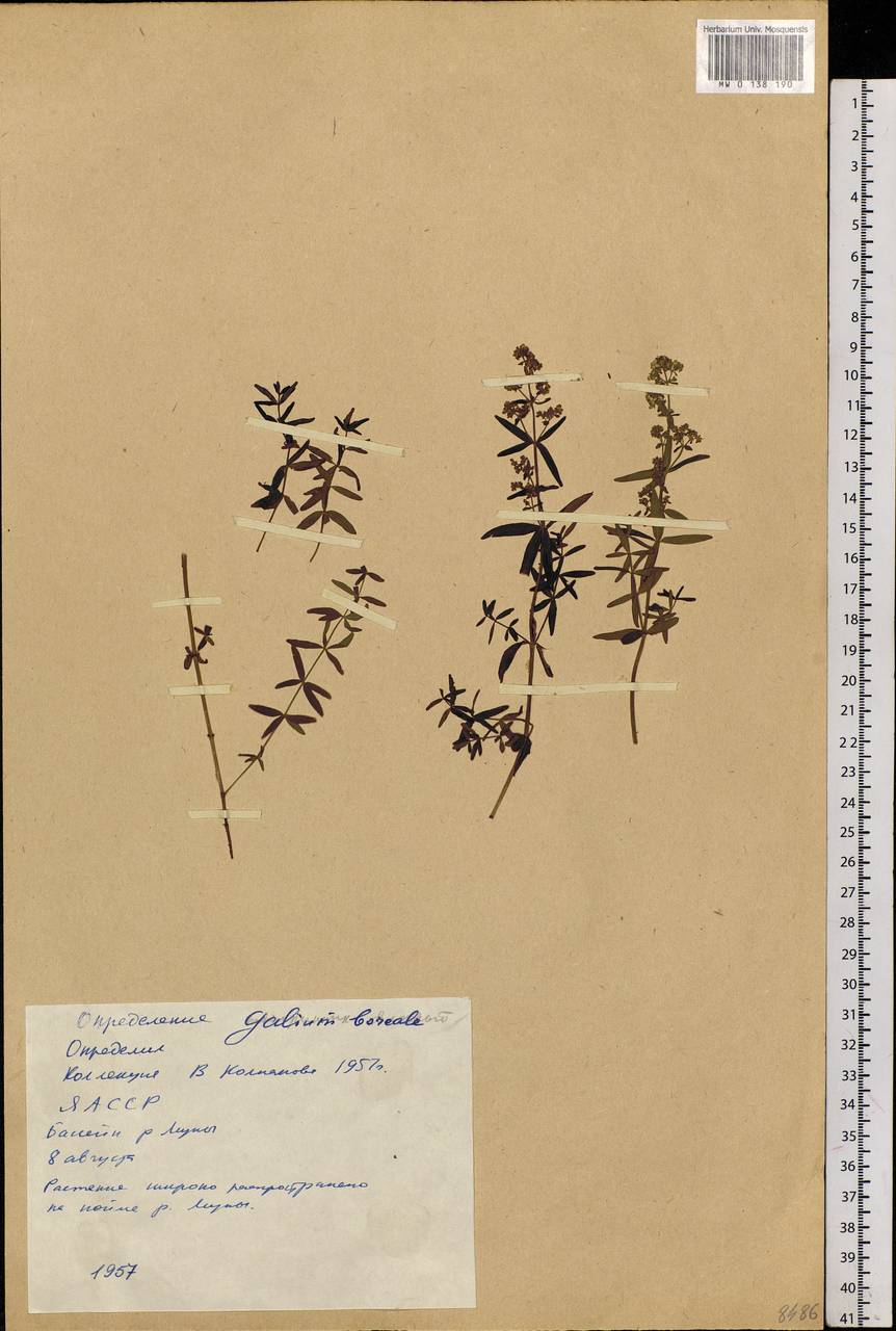 Galium boreale L., Siberia, Yakutia (S5) (Russia)