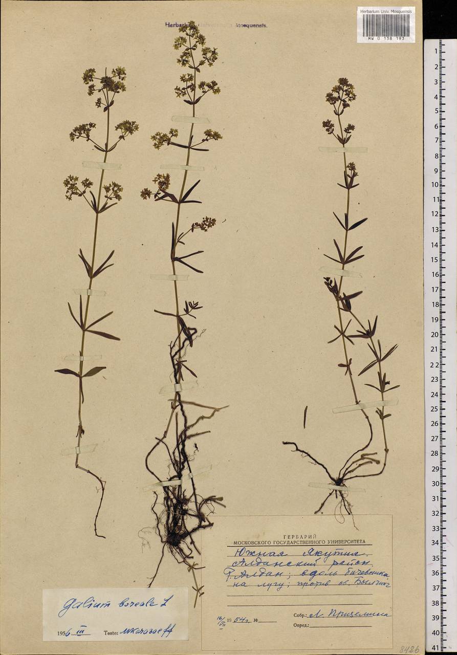 Galium boreale L., Siberia, Yakutia (S5) (Russia)