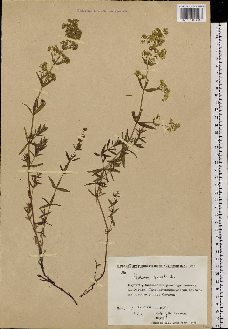Galium boreale L., Siberia, Yakutia (S5) (Russia)