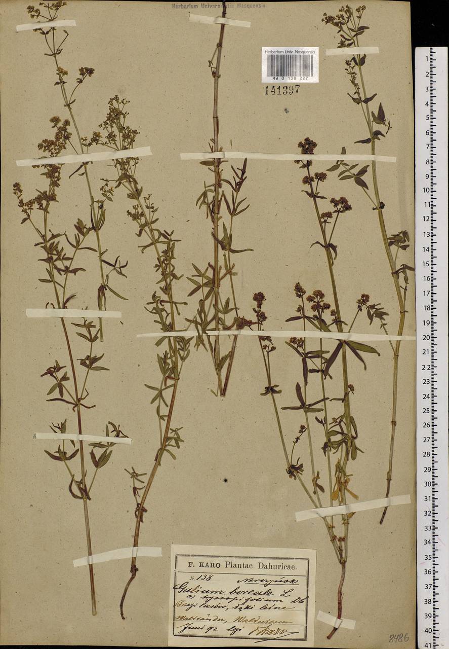 Galium boreale L., Siberia, Baikal & Transbaikal region (S4) (Russia)