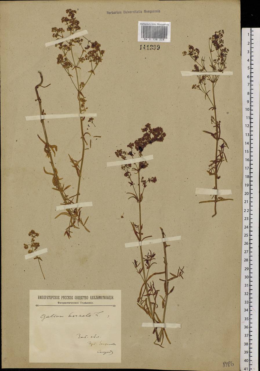 Galium boreale L., Siberia, Baikal & Transbaikal region (S4) (Russia)