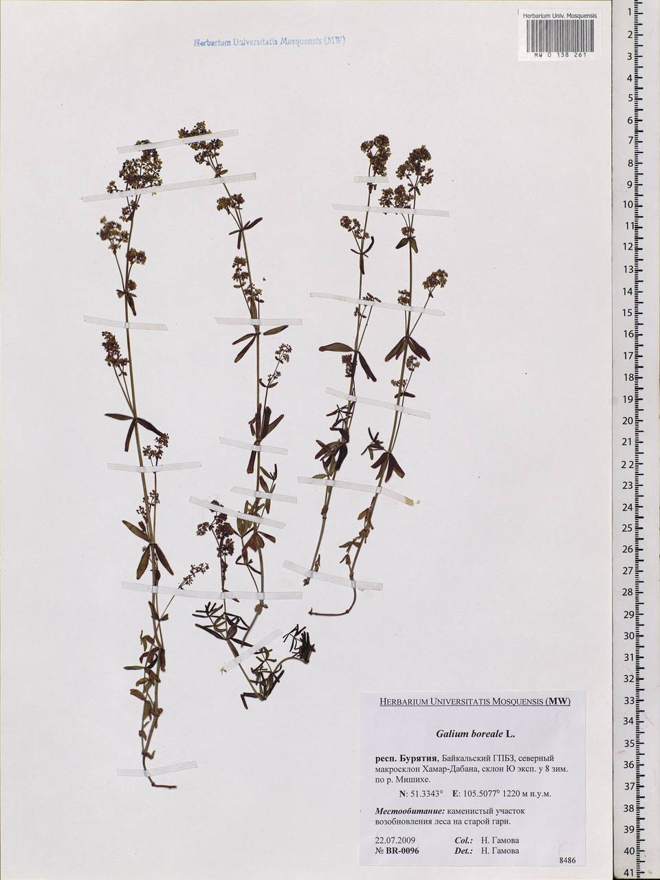 Galium boreale L., Siberia, Baikal & Transbaikal region (S4) (Russia)