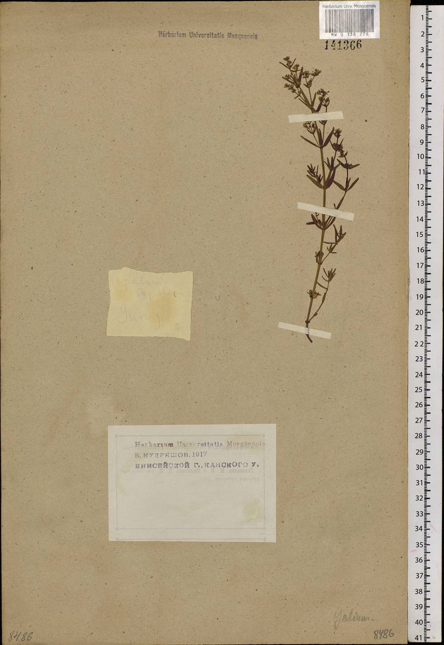 Galium boreale L., Siberia, Central Siberia (S3) (Russia)