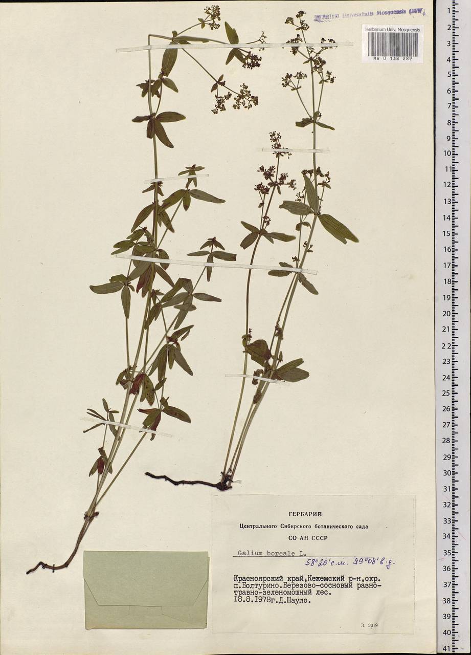 Galium boreale L., Siberia, Central Siberia (S3) (Russia)