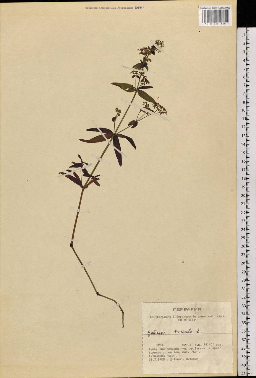 Galium boreale L., Siberia, Altai & Sayany Mountains (S2) (Russia)