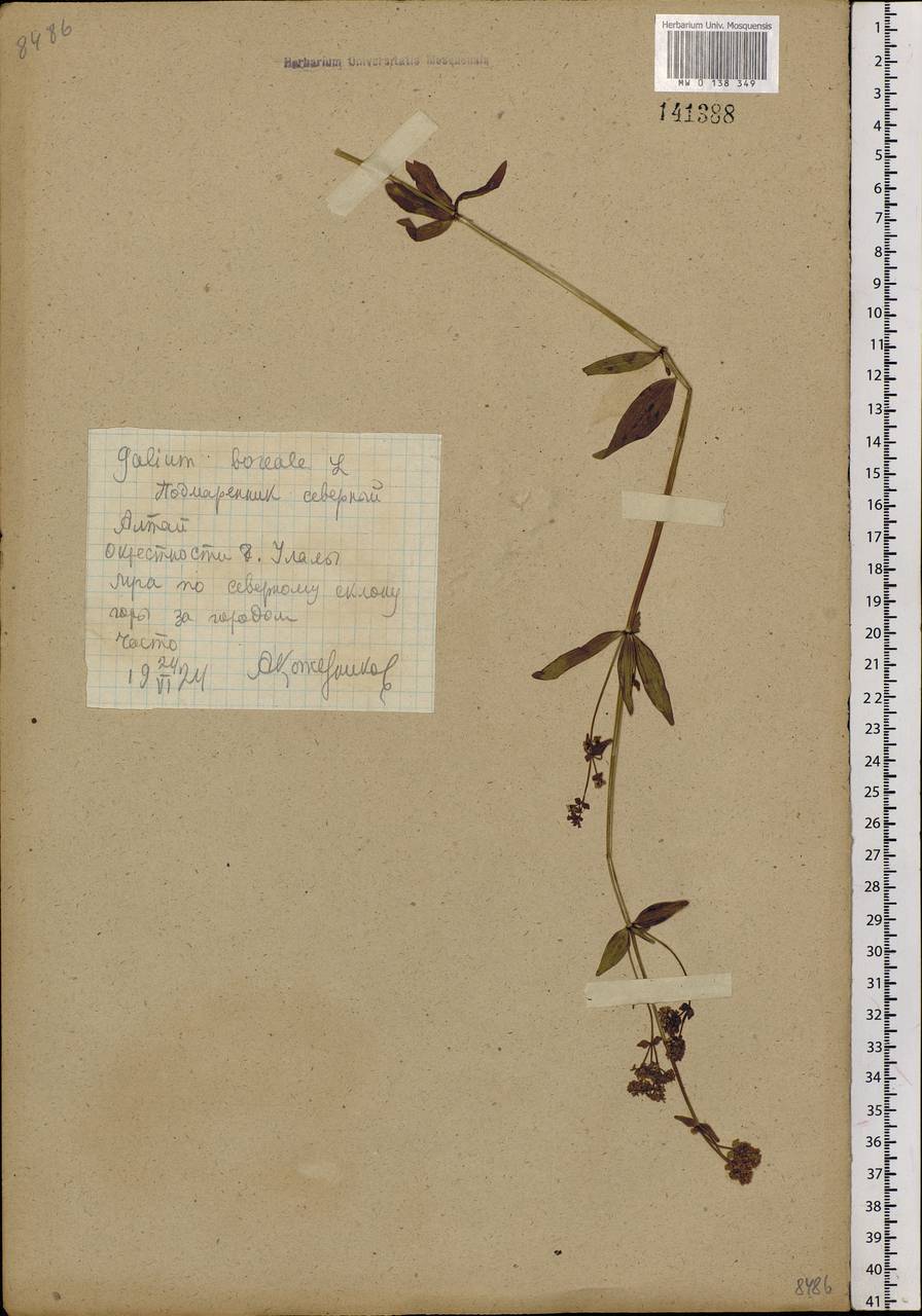 Galium boreale L., Siberia, Altai & Sayany Mountains (S2) (Russia)