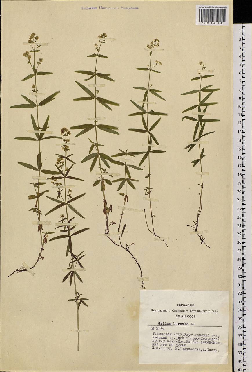 Galium boreale L., Siberia, Altai & Sayany Mountains (S2) (Russia)