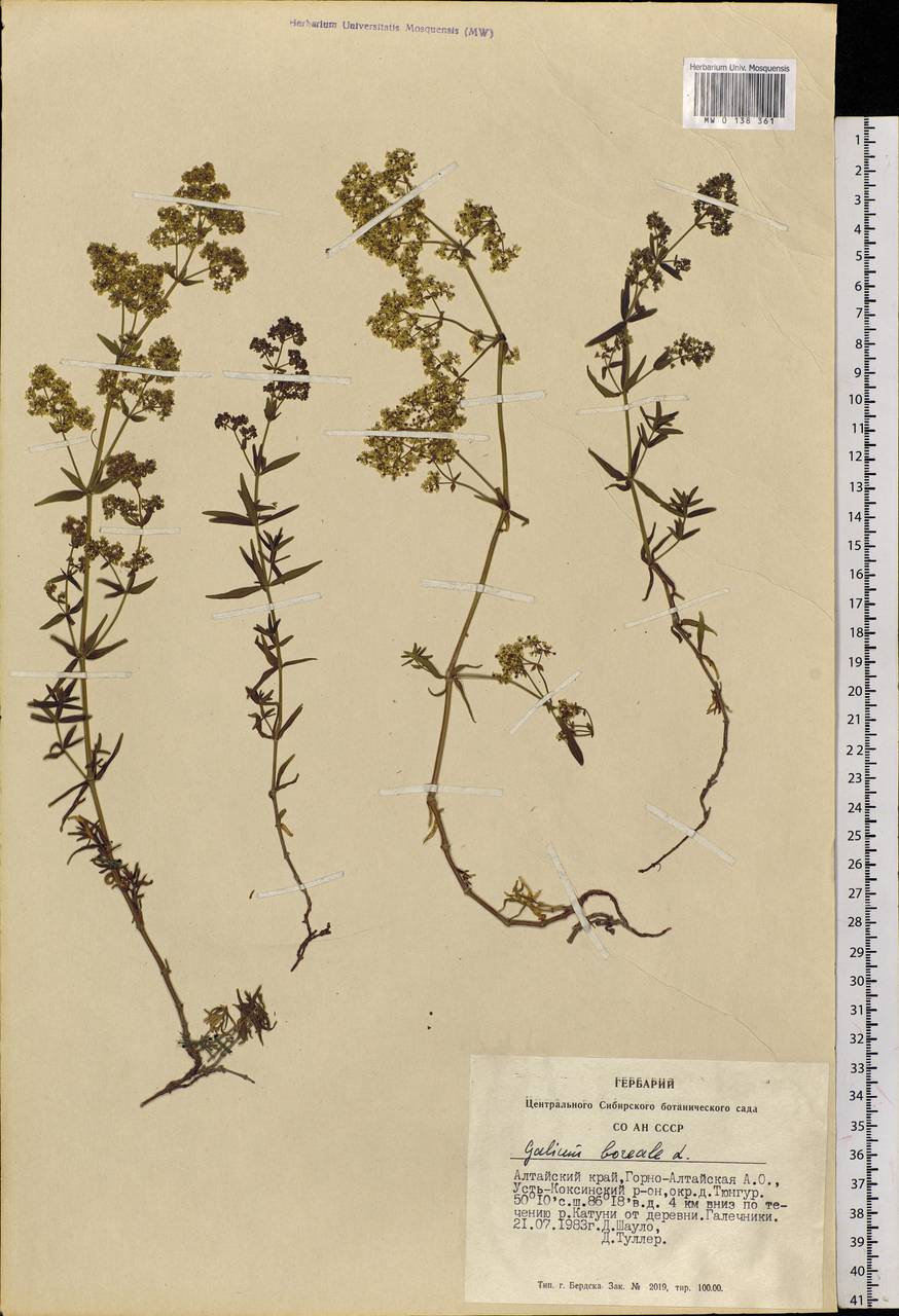 Galium boreale L., Siberia, Altai & Sayany Mountains (S2) (Russia)