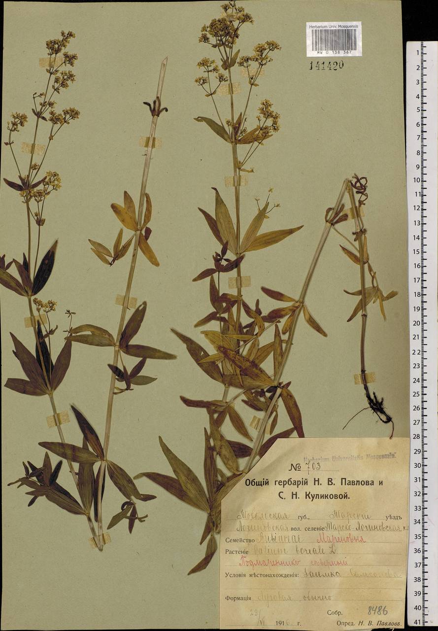 Galium boreale L., Siberia, Western Siberia (S1) (Russia)