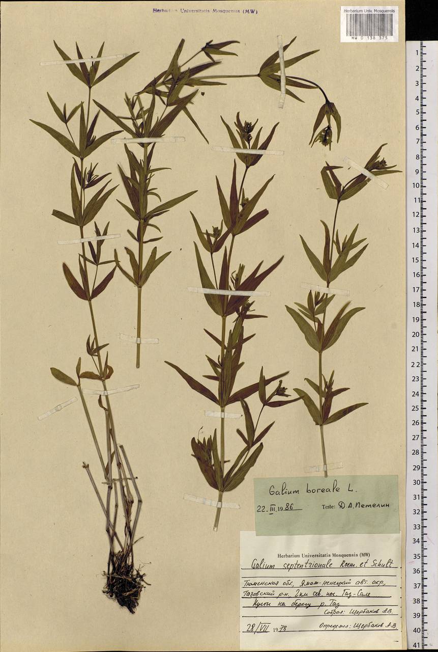 Galium boreale L., Siberia, Western Siberia (S1) (Russia)