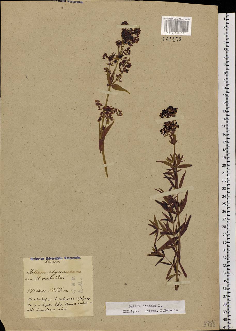 Galium boreale L., Siberia, Western Siberia (S1) (Russia)