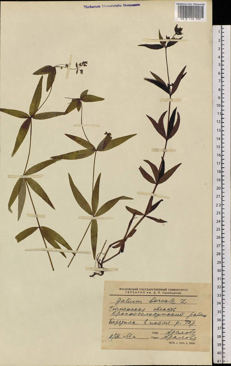 Galium boreale L., Siberia, Western Siberia (S1) (Russia)