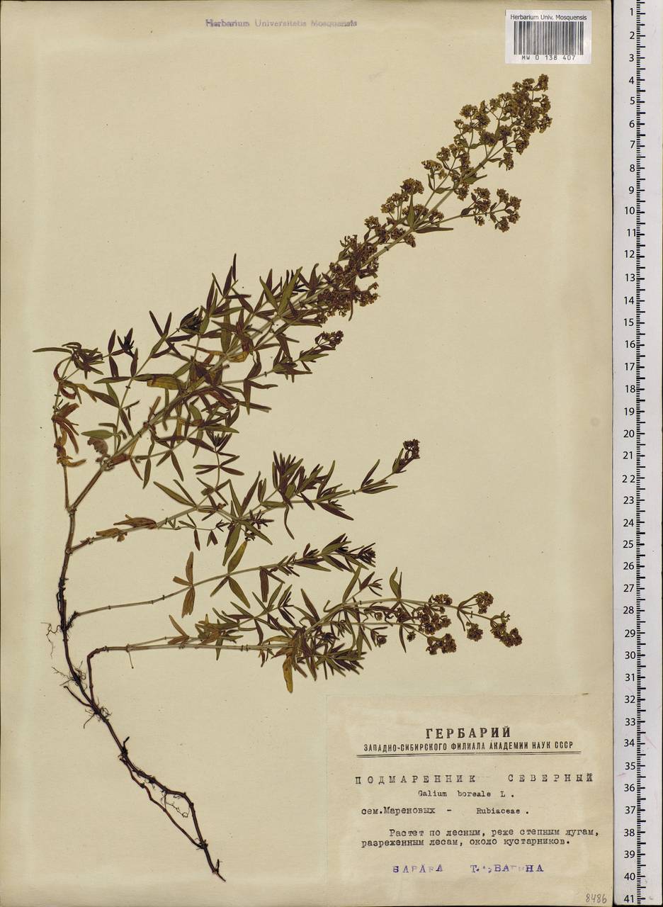 Galium boreale L., Siberia, Western Siberia (S1) (Russia)