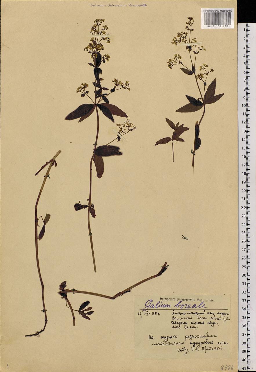 Galium boreale L., Siberia, Western Siberia (S1) (Russia)