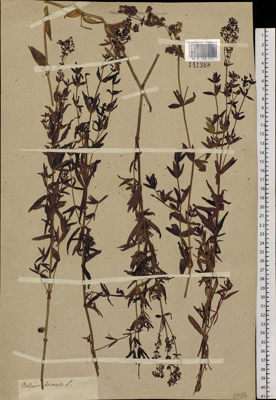 Galium boreale L., Siberia (no precise locality) (S0) (Russia)