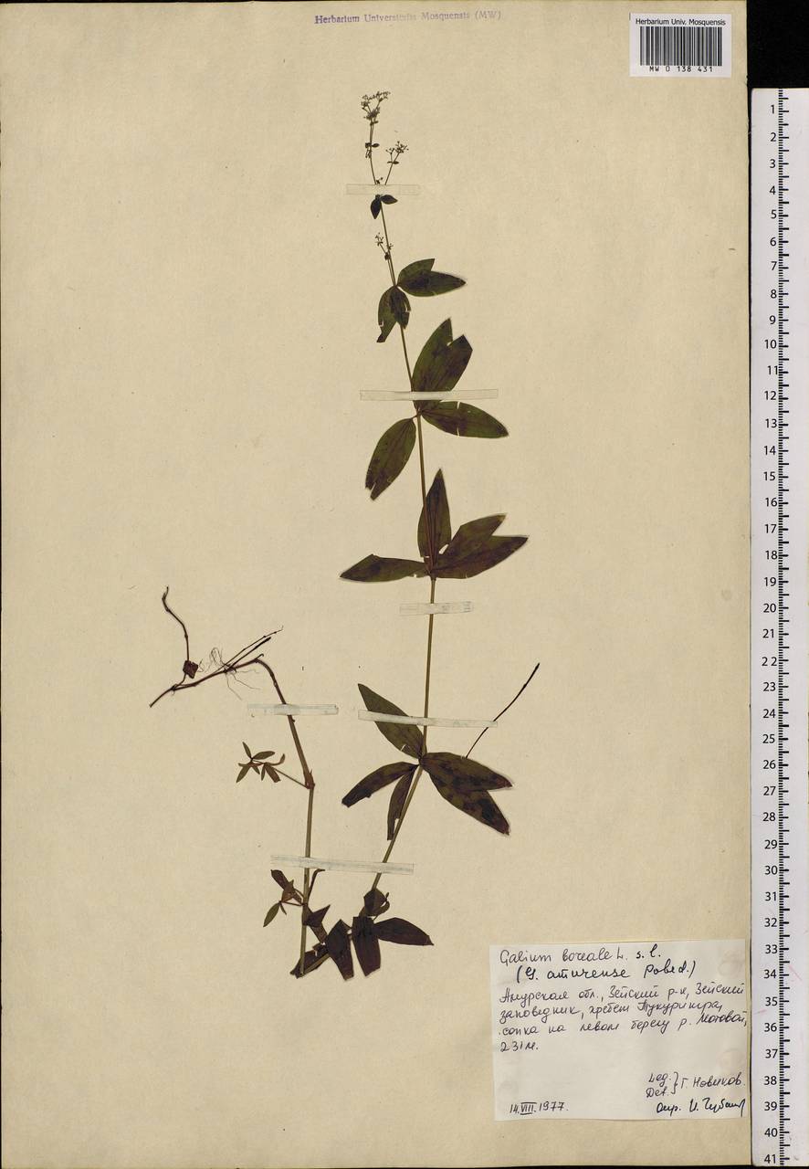 Galium amurense Pobed., Siberia, Russian Far East (S6) (Russia)