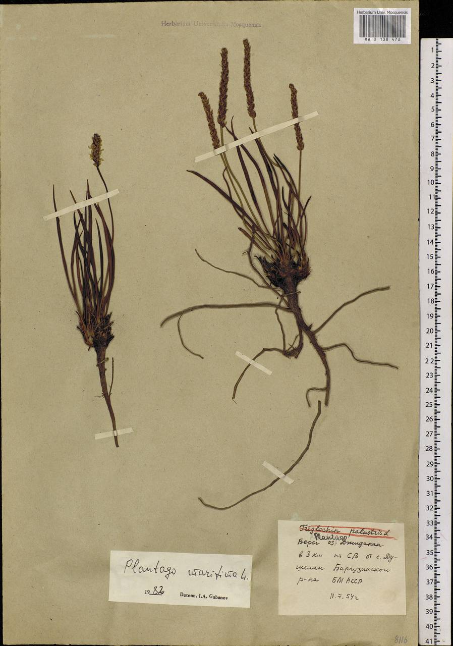 Plantago maritima L., Siberia, Baikal & Transbaikal region (S4) (Russia)