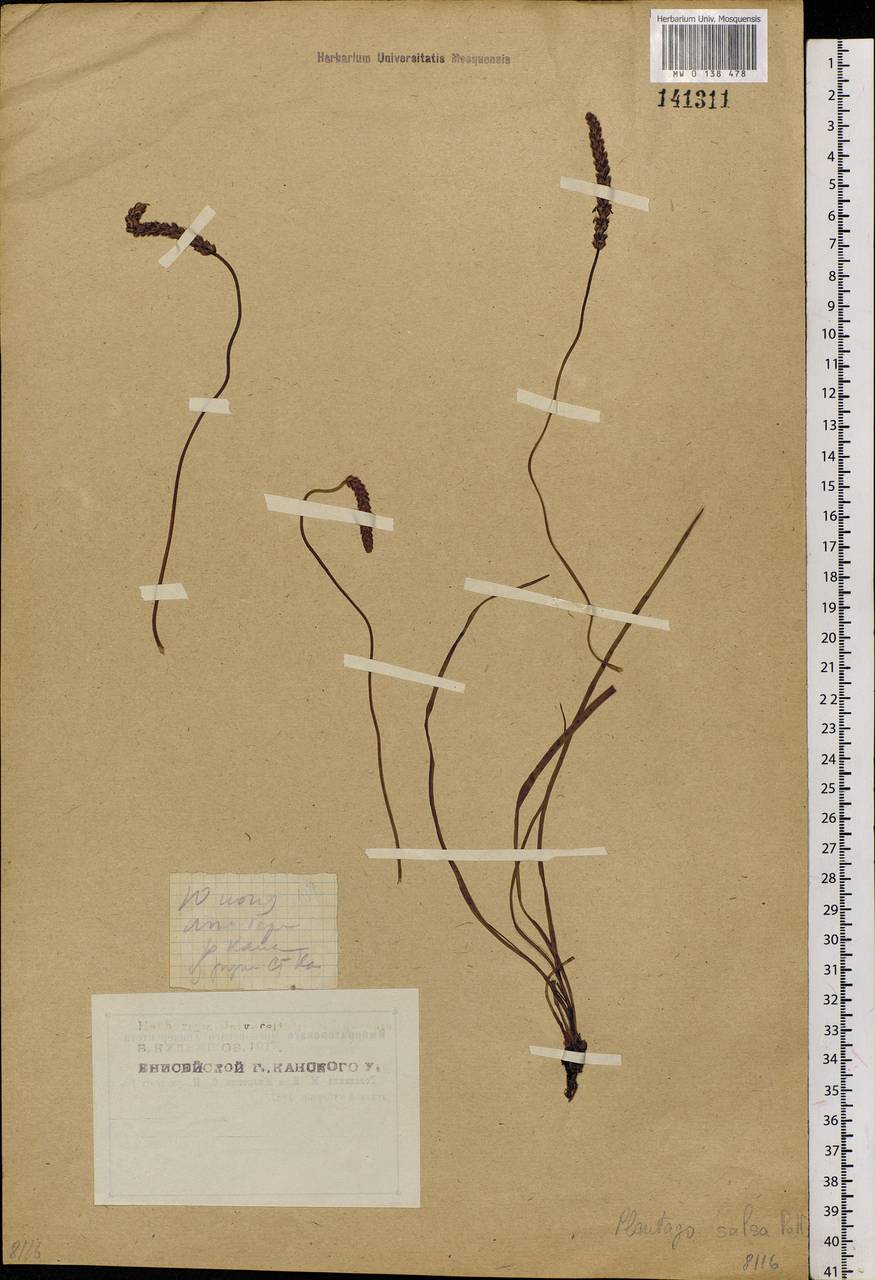 Plantago maritima L., Siberia, Central Siberia (S3) (Russia)