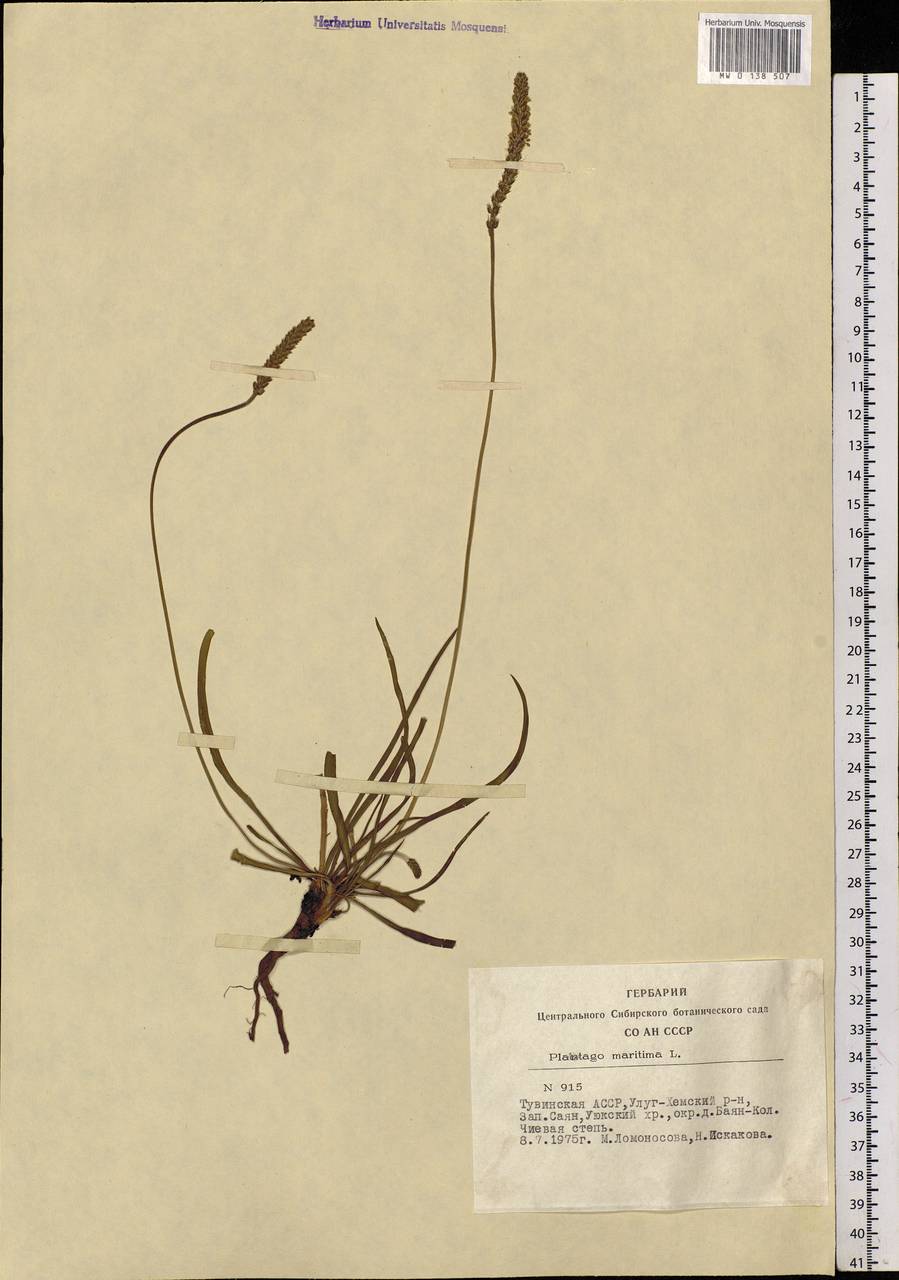 Plantago maritima L., Siberia, Altai & Sayany Mountains (S2) (Russia)