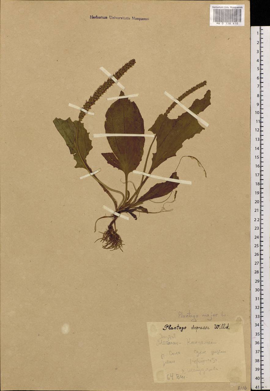 Plantago major L., Siberia, Yakutia (S5) (Russia)