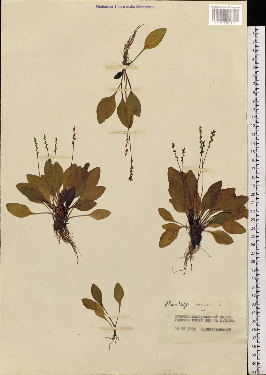 Plantago major L., Siberia, Baikal & Transbaikal region (S4) (Russia)